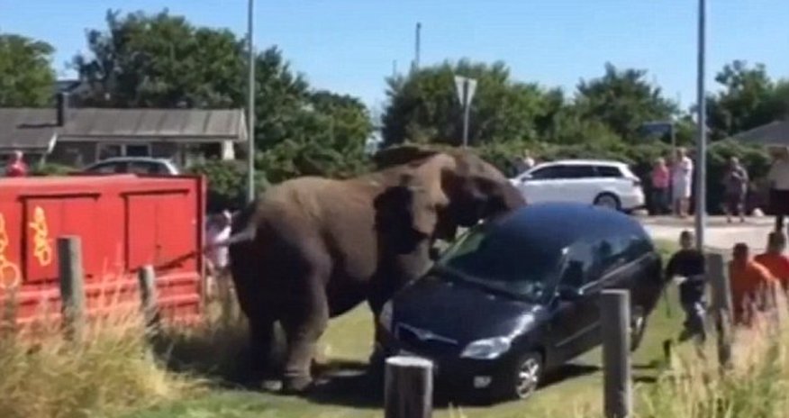 Elephants smash up a car and terrorise tourists Elephants smash up a car and terrorise tourists