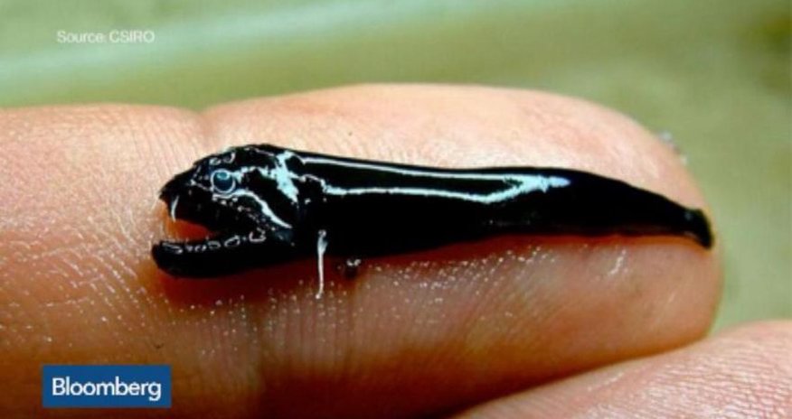 Grisly new fish discovered in Australia Grisly new fish discovered in Australia