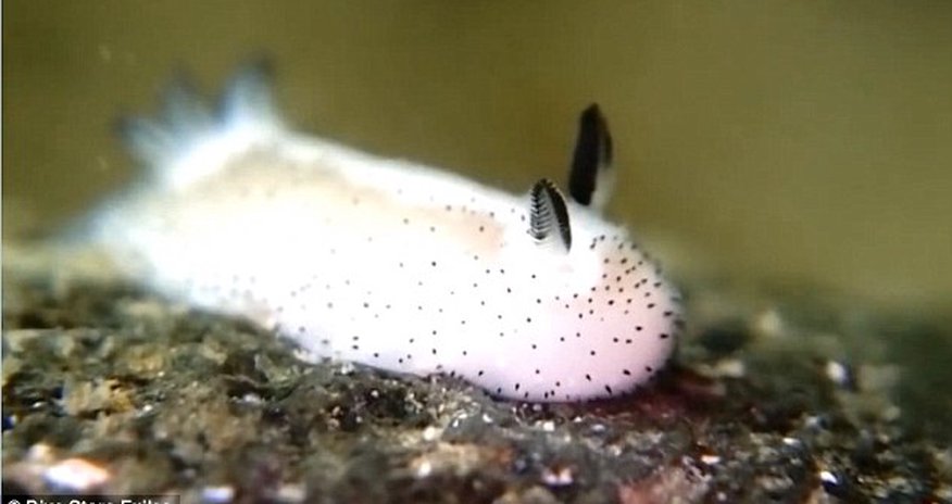 Who knew slugs could be CUTE? Who knew slugs could be CUTE?