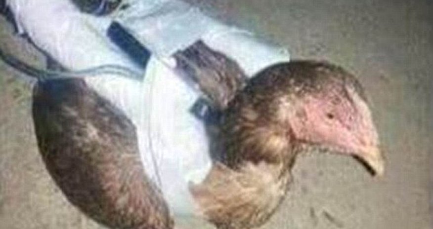 Is ISIS developing suicide CHICKENS? Is ISIS developing suicide CHICKENS?