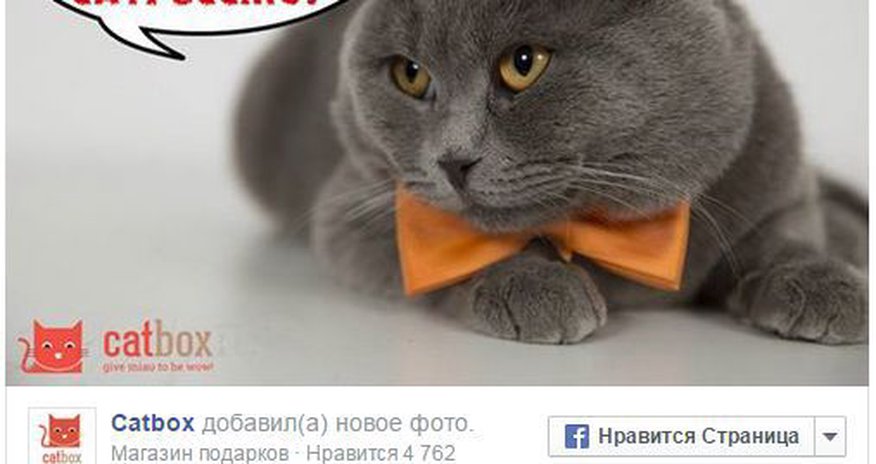 Румынского кота назначили пиар-менеджером Румынского кота назначили пиар-менеджером