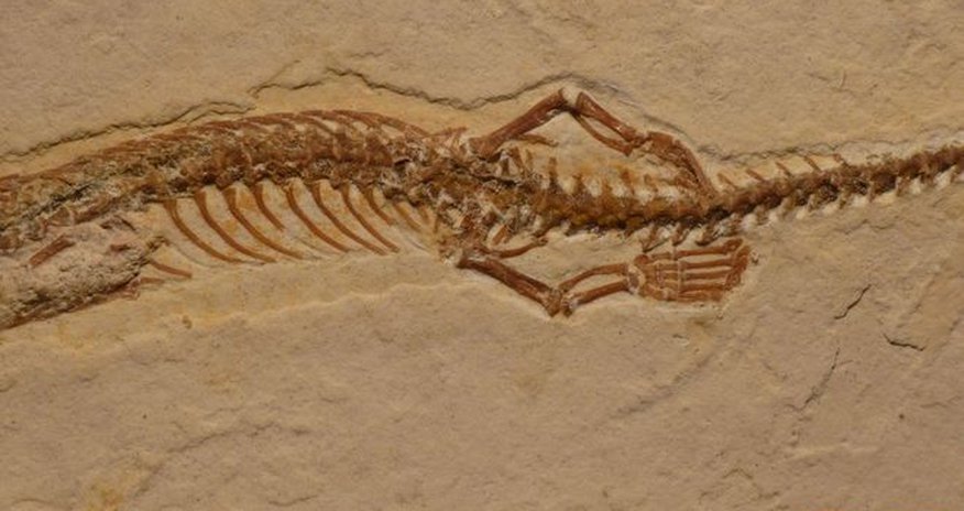 Four-legged snake ancestor 'dug burrows' Four-legged snake ancestor 'dug burrows'
