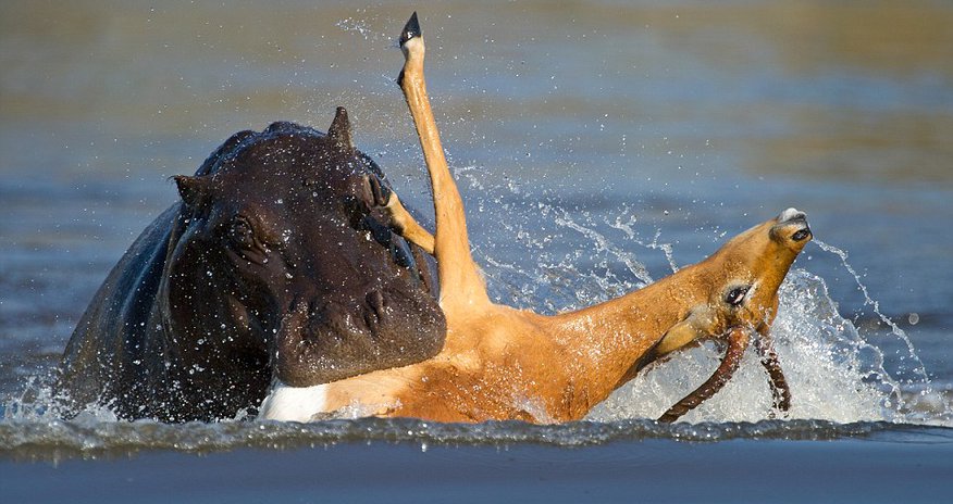 Escape from the hungry hippos Escape from the hungry hippos