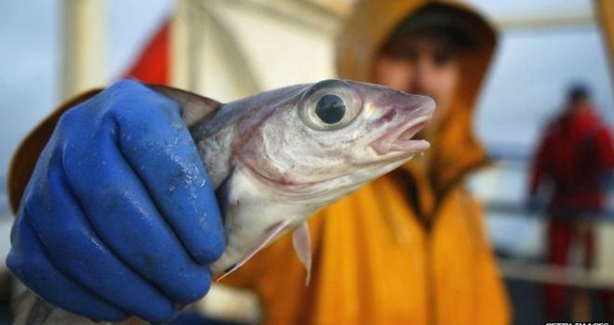 Study identifies fish vulnerable to trawling Study identifies fish vulnerable to trawling