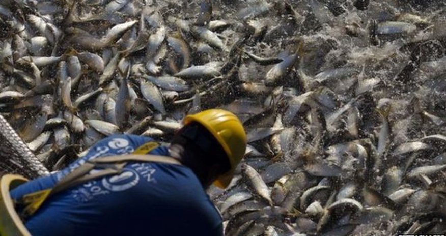 Fast-growing fish species face greatest collapse risk Fast-growing fish species face greatest collapse risk