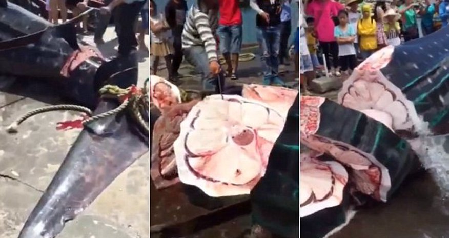 Giant whale shark being sawed into pieces and sold while STILL ALIVE Giant whale shark being sawed into pieces and sold while STILL ALIVE