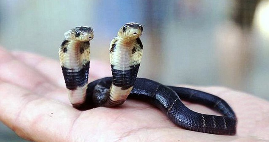 This venomous cobra has TWO heads This venomous cobra has TWO heads