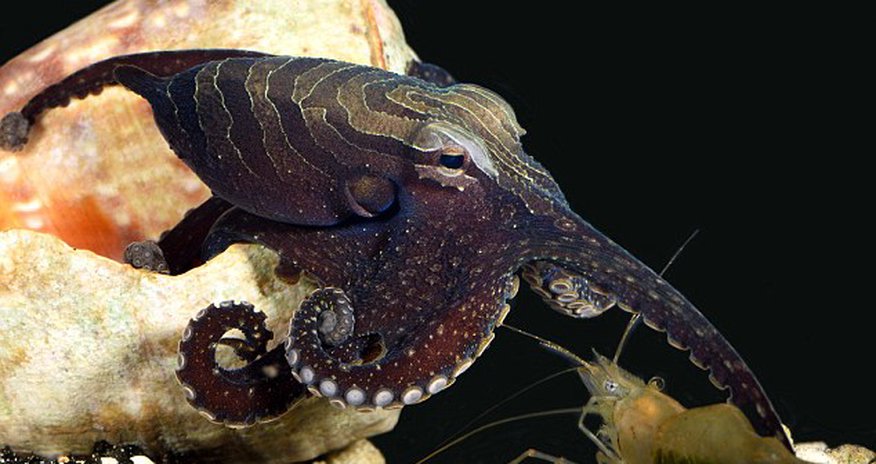 Sneaky octopus tricks its prey by TAPPING Sneaky octopus tricks its prey by TAPPING