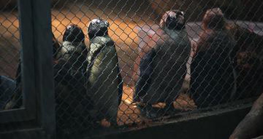 Tbilisi Zoo to reopen in September Tbilisi Zoo to reopen in September