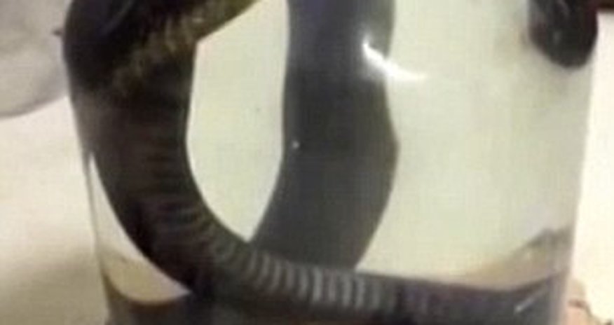 LIVE snake being drowned in alcohol to make traditional tipple LIVE snake being drowned in alcohol to make traditional tipple