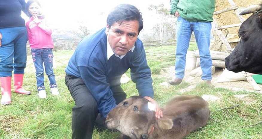 TWO-HEADED calf is born in Peru TWO-HEADED calf is born in Peru