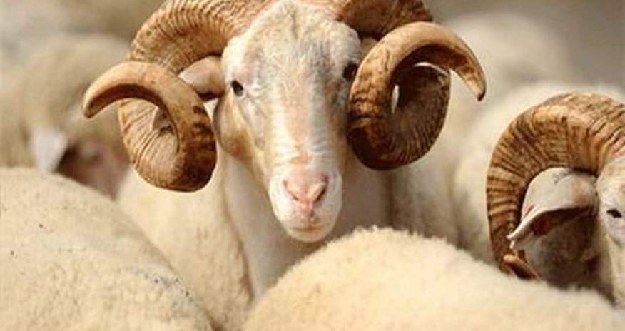 Qurban bayramında bazarlarda reydlər keçiriləcək Qurban bayramında bazarlarda reydlər keçiriləcək