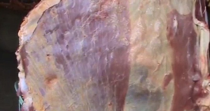 Video shows giant slab of meat PULSATE Video shows giant slab of meat PULSATE