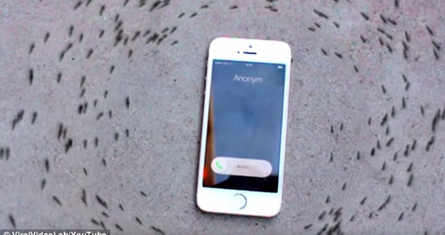 Can you control ANTS with your iPhone? Can you control ANTS with your iPhone?