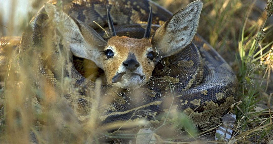 Doe for dinner Doe for dinner