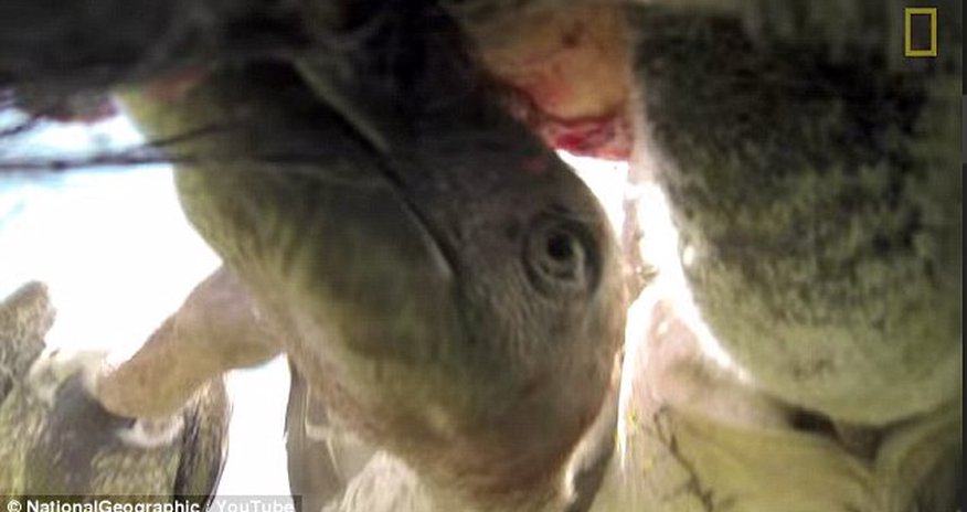 What it's like to be eaten by a VULTURE What it's like to be eaten by a VULTURE