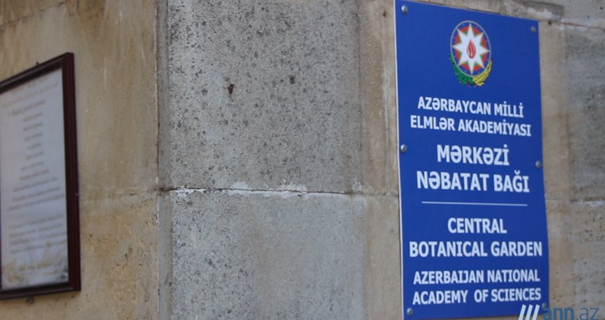 NO COMMENT: Nəbatət bağının yanması xəbəri yalan çıxdı - ANN.TV NO COMMENT: Nəbatət bağının yanması xəbəri yalan çıxdı - ANN.TV