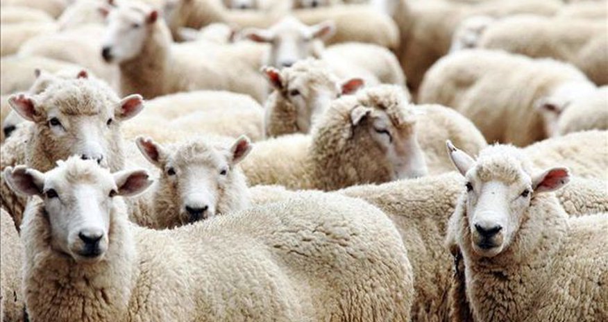 Qurbanlıq qoyunları harada kəsmək olar? – ÜNVANLAR Qurbanlıq qoyunları harada kəsmək olar? – ÜNVANLAR