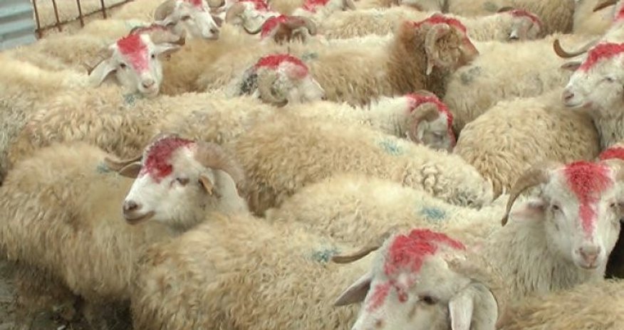 Qurban bayramı münasibətilə şəhid övladlarına kompüter veriləcək Qurban bayramı münasibətilə şəhid övladlarına kompüter veriləcək