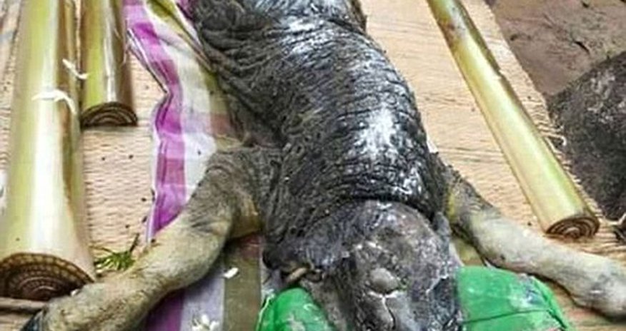 Hybrid between a crocodile and a buffalo terrifies villagers Hybrid between a crocodile and a buffalo terrifies villagers