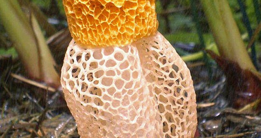 Phallic fungus releases 'hormone-like compounds' to excite with a single sniff Phallic fungus releases 'hormone-like compounds' to excite with a single sniff