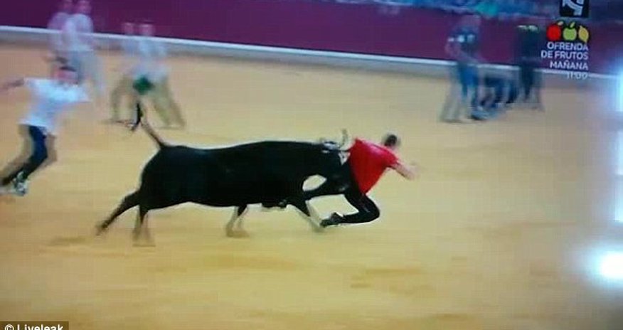 Bull runner is humiliated Bull runner is humiliated