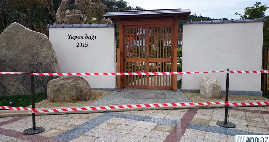 Dörd günlük "Yapon bağı" - FOTOLAR Dörd günlük "Yapon bağı" - FOTOLAR