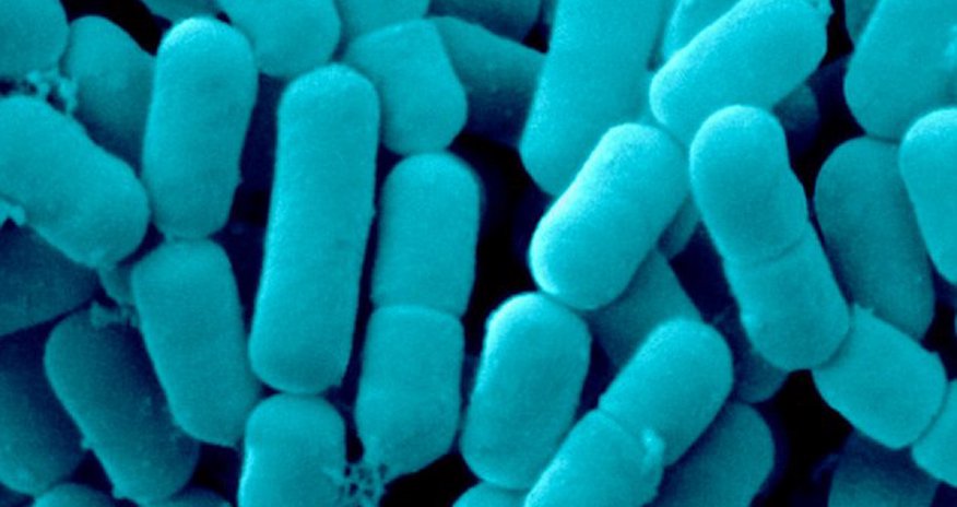Bacteria 'TALK' to each other Bacteria 'TALK' to each other