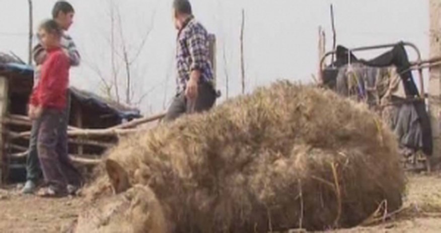 В Агсу волки напали на людей В Агсу волки напали на людей