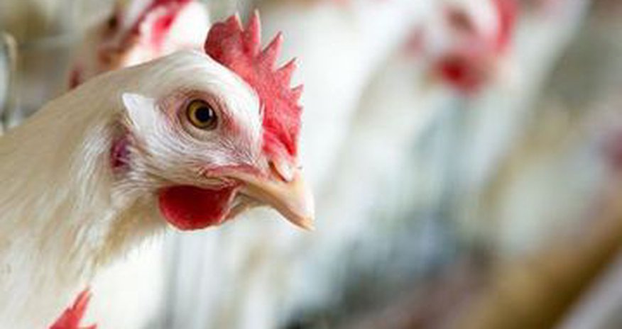Avian flu monitoring to be launched in Azerbaijan Avian flu monitoring to be launched in Azerbaijan