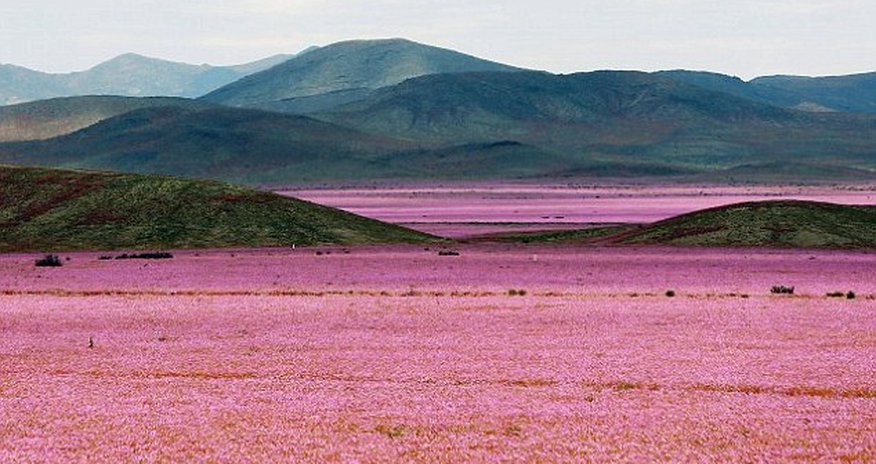 When rain falls on the world's driest desert When rain falls on the world's driest desert