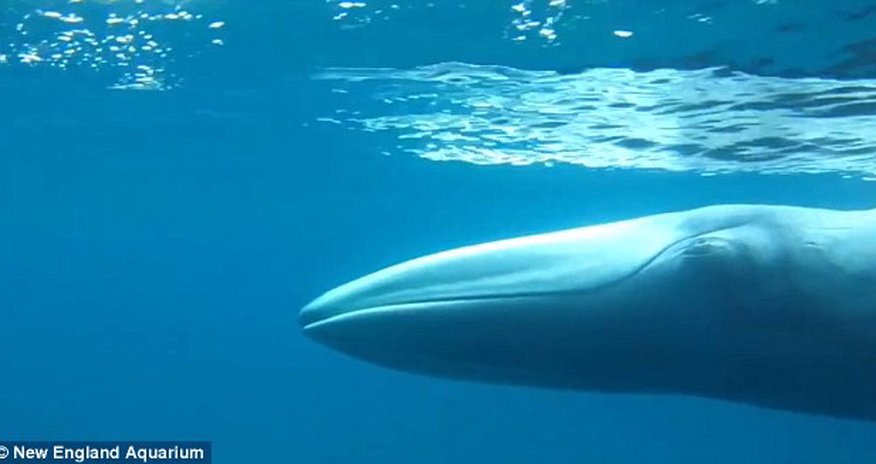 The world's rarest whale Omura is captured on film for the FIRST time The world's rarest whale Omura is captured on film for the FIRST time