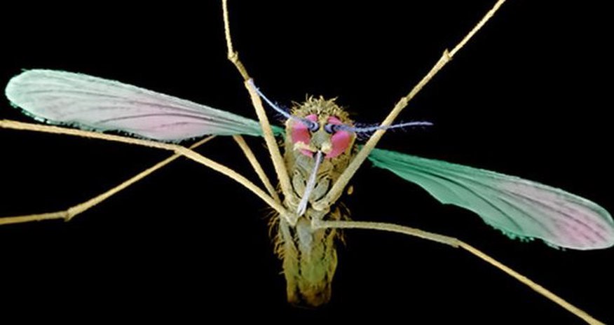 Mutant mosquitoes 'resist malaria' Mutant mosquitoes 'resist malaria'