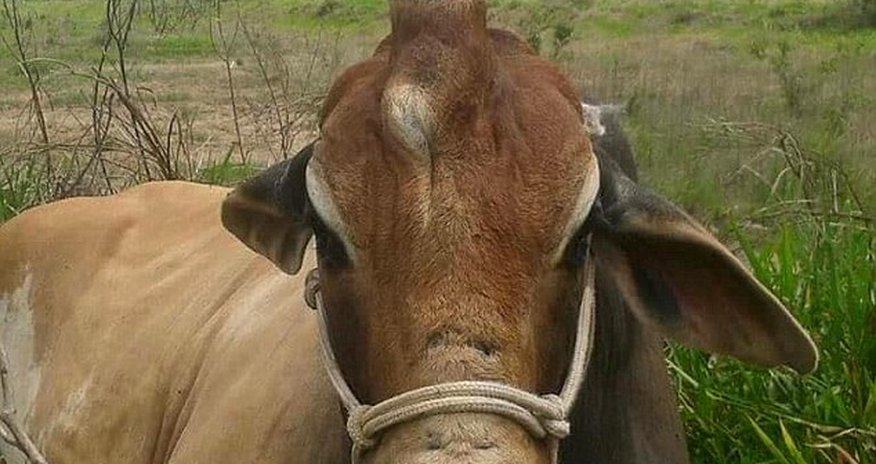 One-of-a-kind bull has a single horn One-of-a-kind bull has a single horn