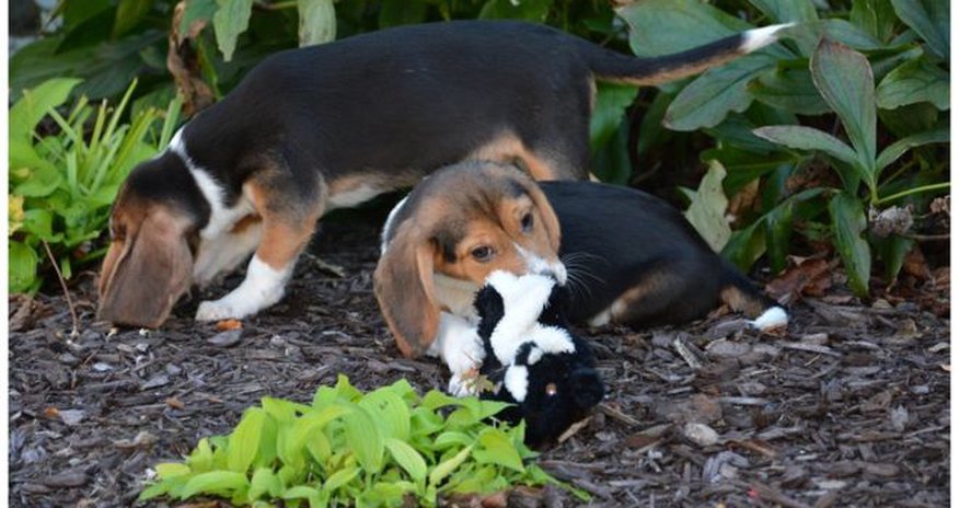 World's first IVF puppies born to surrogate mother dog World's first IVF puppies born to surrogate mother dog