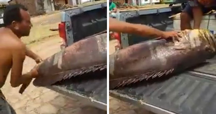 Monster fish is so huge TWO men struggle to lift it Monster fish is so huge TWO men struggle to lift it