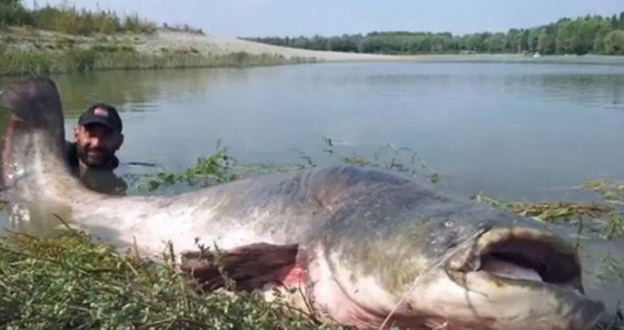 Пойман гигантский сом Пойман гигантский сом