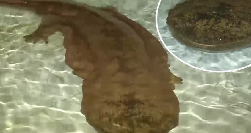 Is this the oldest creature on Earth? Is this the oldest creature on Earth?