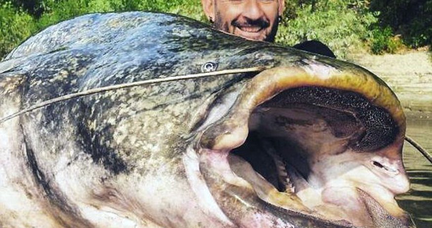 Fisherman reels in 19 STONE catfish Fisherman reels in 19 STONE catfish