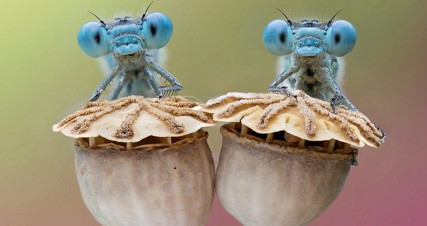 Incredible photographs capture groups of bug-eyed dragonflies rising from their overnight slumber Incredible photographs capture groups of bug-eyed dragonflies rising from their overnight slumber