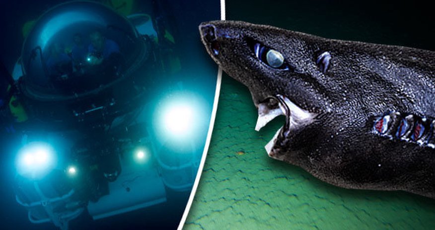 Terrifying pitch black shark discovered in ocean abyss Terrifying pitch black shark discovered in ocean abyss