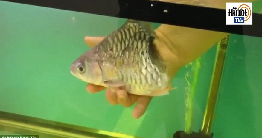 There’s some fin missing from this fish! There’s some fin missing from this fish!