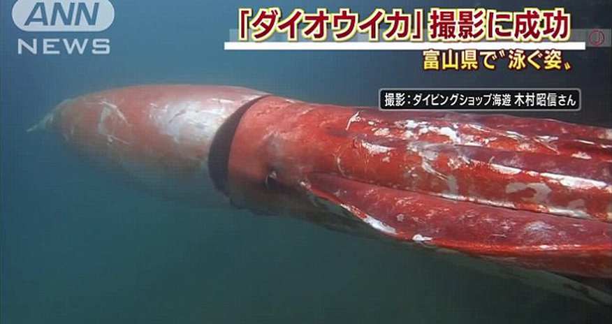 4 metre giant squid filmed cruising along in Japanese harbour