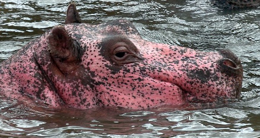 The hippo that’s pretty in pink The hippo that’s pretty in pink