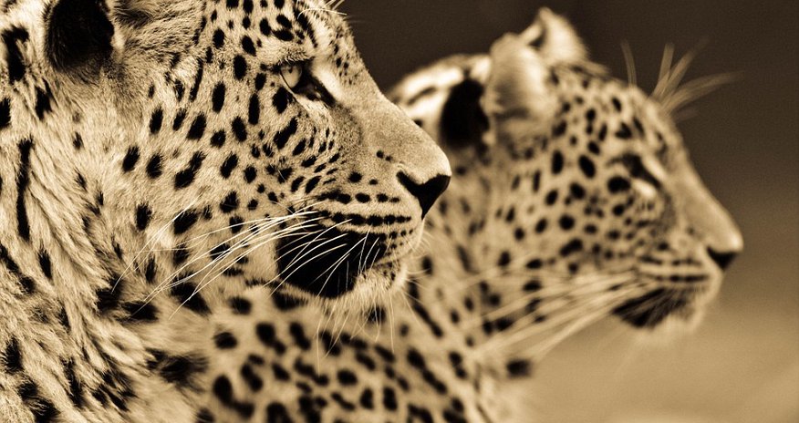 Photographer spends ten years capturing incredible sepia portraits of big cats Photographer spends ten years capturing incredible sepia portraits of big cats