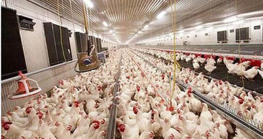 Снижается зависимость от импорта птицепродукции Снижается зависимость от импорта птицепродукции