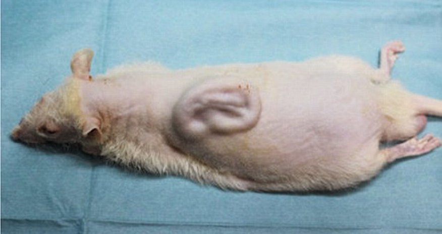 Scientists who have grown a human EAR on the back of a rat Scientists who have grown a human EAR on the back of a rat