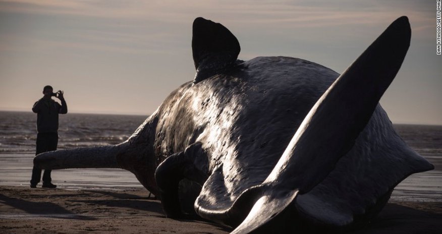 Whales wash up on the beach Whales wash up on the beach