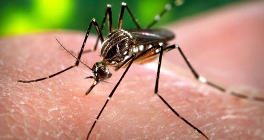 Zika virus sparks 'public health emergency' Zika virus sparks 'public health emergency'