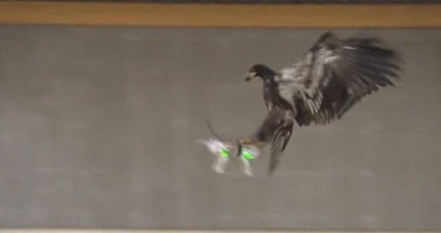 Dutch police training birds of prey to take down aircraft in mid-air Dutch police training birds of prey to take down aircraft in mid-air